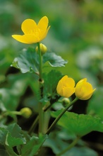 Sumpfdotterblume (Caltha palustris)