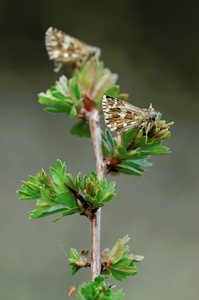 Pyrgus malvae - Würfeldickkopffalter II
