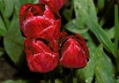 Tulpen