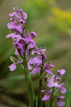 Orchis morio I