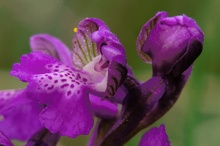 Orchis morio II