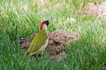 Besuch im Garten