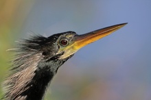 Anhinga