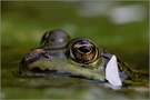 ~ Wasserfrosch [Rana esculenta] ~