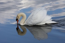 Höckerschwan