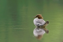 Gänsesäger Weibchen