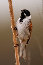 Rohrammer (Emberiza schoeniclus)