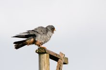 Glück...Rotfußfalke (Falco vespertinus)