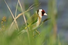 Stieglitz (Carduelis carduelis) ND