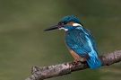 Eisvogel, männlich am Herrentag 1. Mai