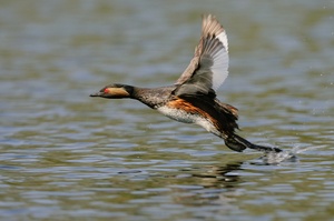 "Wasserläufer"