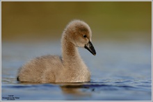 Trauerschwan (Cygnus atratus)