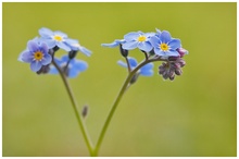 Vergissmeinnicht (Myosotis)