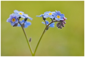 Vergissmeinnicht (Myosotis)