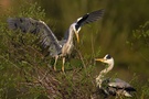 Graureiher (Ardea cinerea)