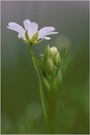 Sternmiere [Stellaria holostea]