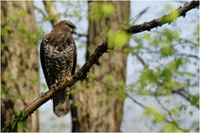 Mäusebussard im Frühlingswald