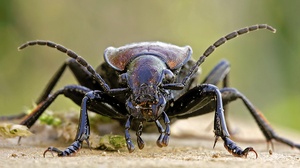 Carabus granulatus