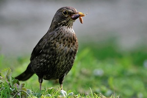 Amsel