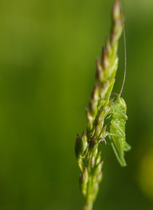 Baby Grasshüpfer