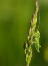 Baby Grasshüpfer