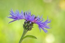 Centaurea