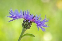 Centaurea