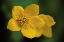 Blüten der Sumpfdotterblume (Caltha palustris)