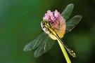 Gemeine Keiljungfer (Gomphus vulgatissimus)