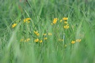 Sumpfdotterblumen