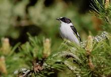 Halsbandschnäpper (Ficedula albicollis) - In Lauerstellung