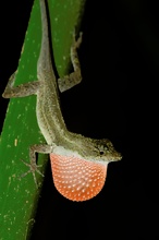 Bica-Anolis (Norops bicaorum)