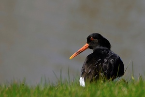 Austernfischer (Haematopus ostralegus)