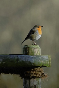 Rotkelchen im  ersten Hauch des Frühlings