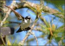 Halsbandschnäpper (Ficedula albicollis) - Auf ihn mit Gebrüll