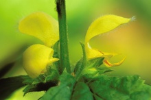 Goldnessel (Lamium galeobdolon)