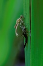 Libelle am Gartenteich