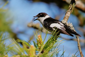 Halsbandschnäpper (Ficedula albicollis) - Kampftrophäe