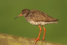 Rotschenkel