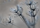 Frozen Dreams