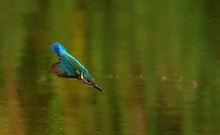 Eisvogel im Sturzflug