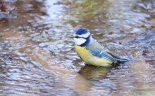 Blaumeise beim Bad