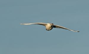 B -1 im Landeanflug