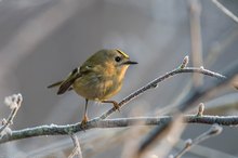 "Eisiges" Wintergoldhähnchen