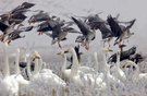 Großes Getöse: Der Seeadler kommt...