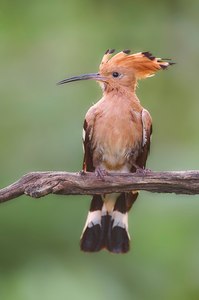 "hoopoe"