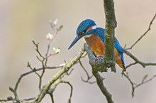 Verträumter Eisvogel