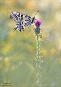 Papilio machaon