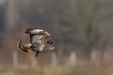 Vorbeiflieger