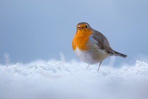 kleiner Frostsänger